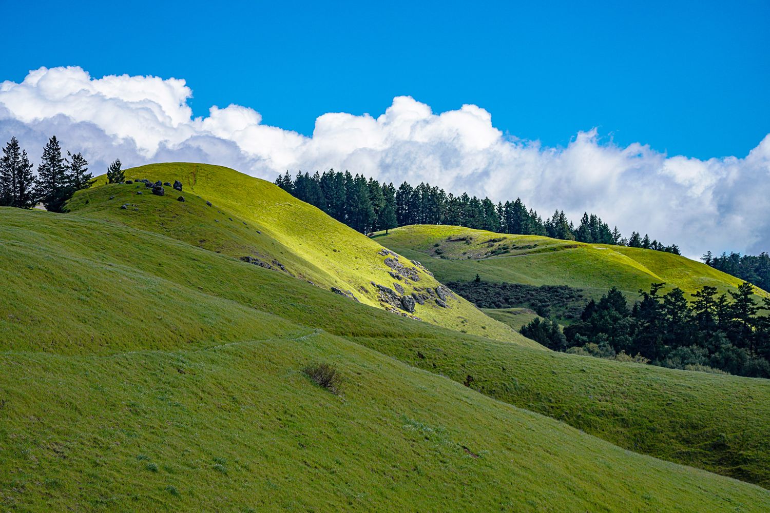 Vibrant green rolling hills with pine trees under a bright blue sky with white clouds.