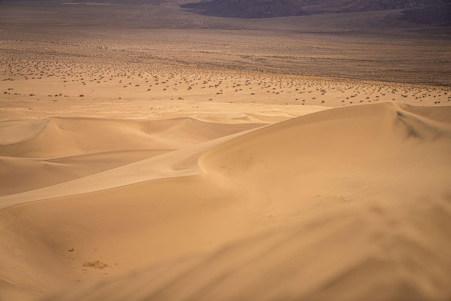 Aerial view of sweeping golden sand dunes casting shadows across a vast arid desert landscape.