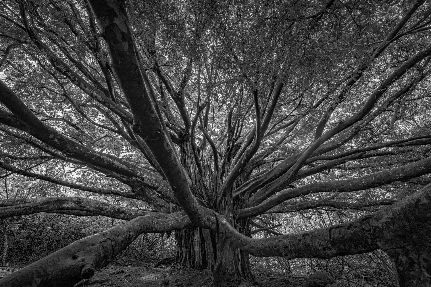 Massive ancient banyan tree with sprawling branches photographed in striking black and white.