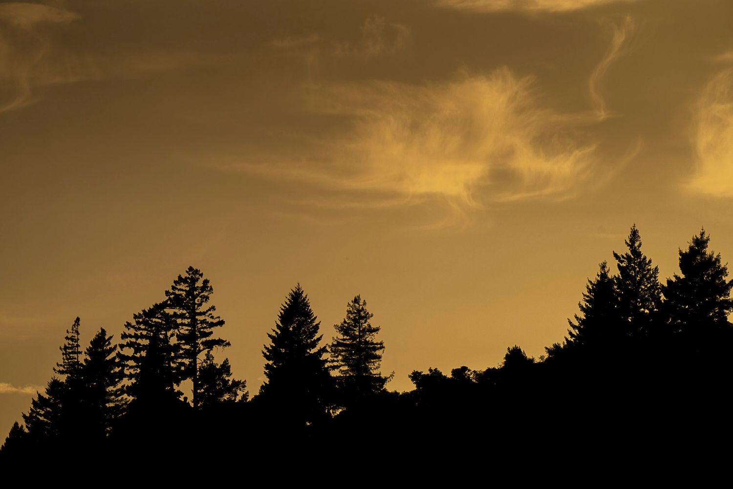 Silhouettes of tall pine trees against a golden sunset sky with wispy clouds.
