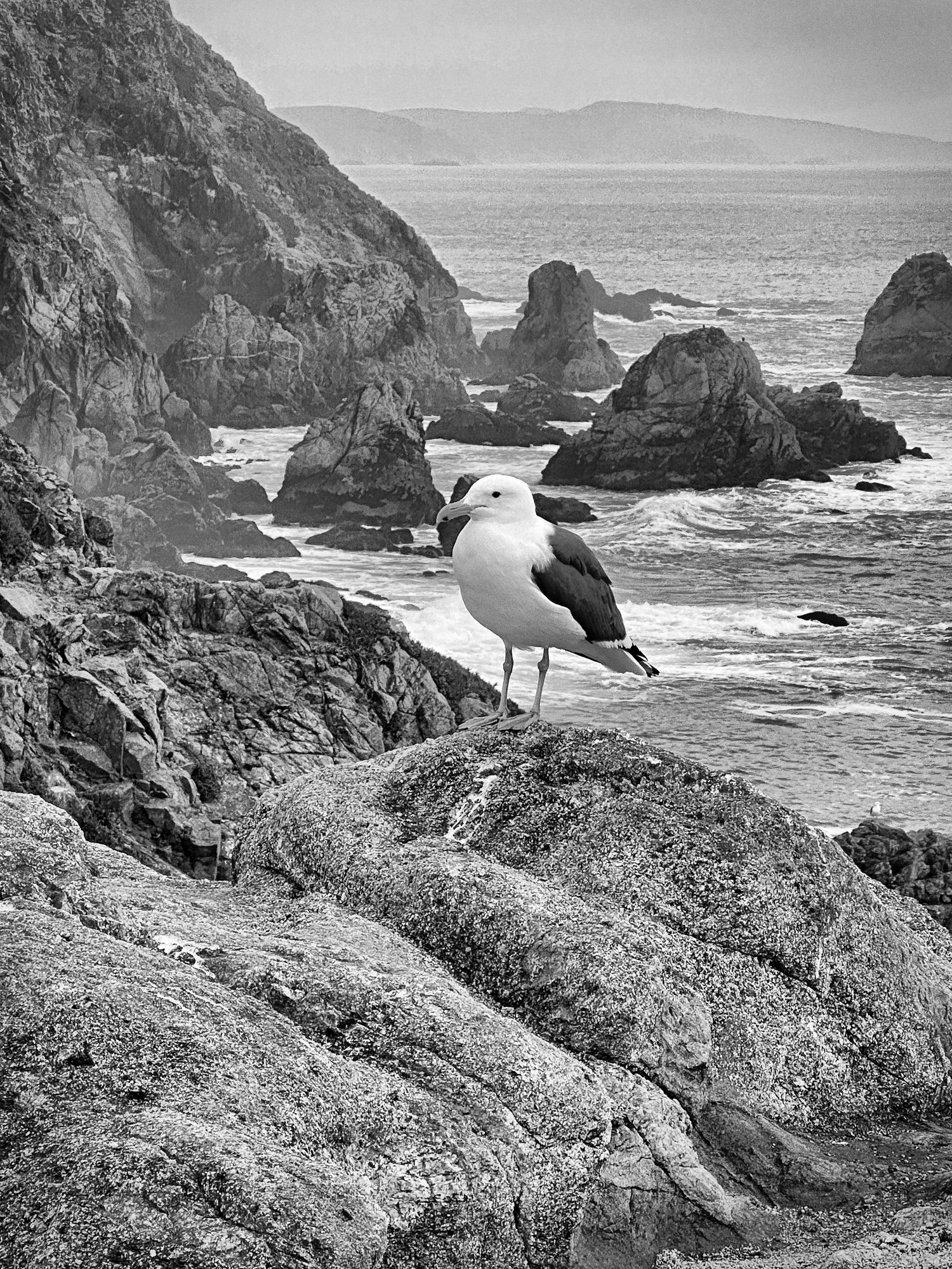 Black and white photo of a seagull perched on coastal rocks with sea stacks and ocean in background.