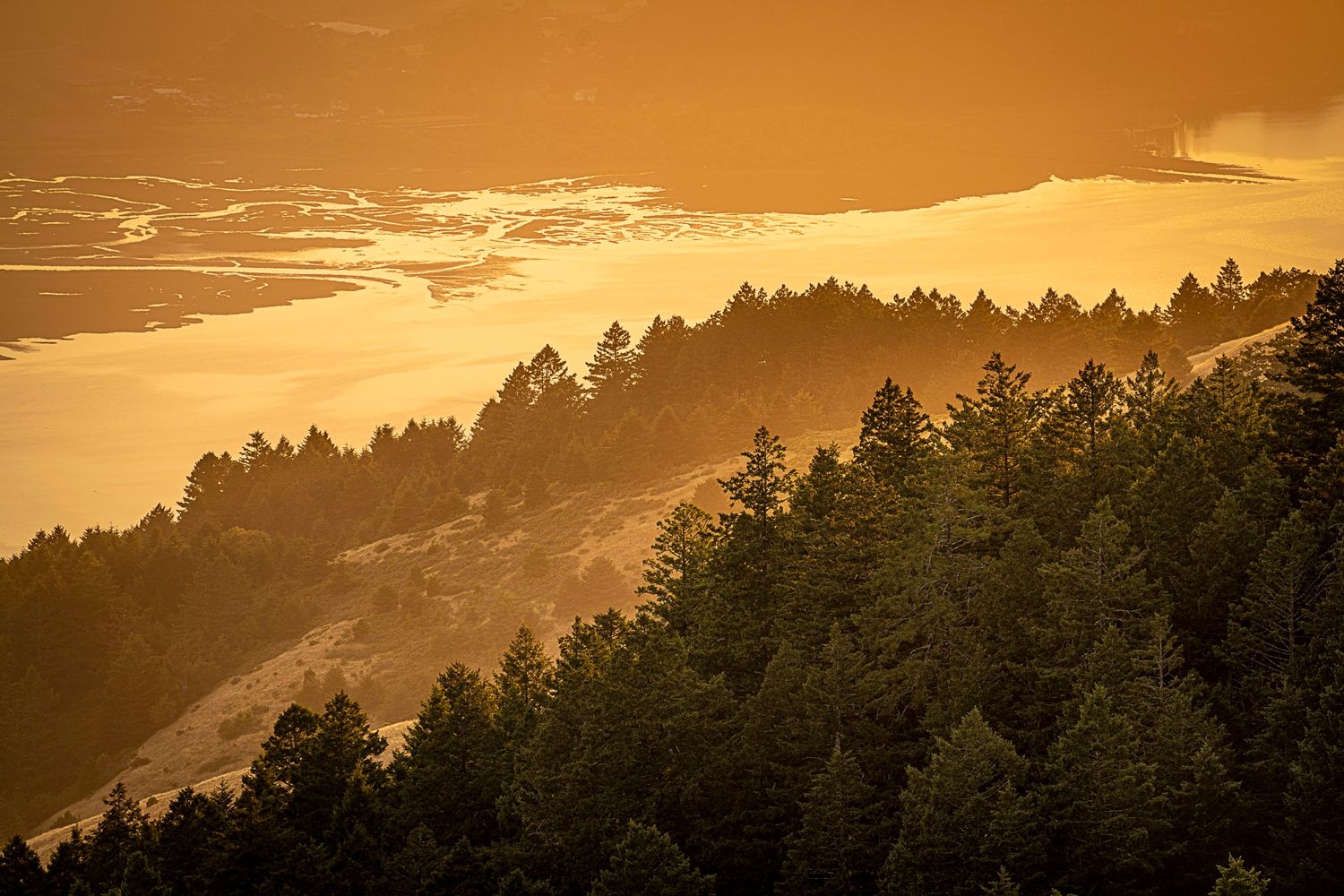 Golden sunset over a misty coastal forest with evergreen trees and ocean waves in warm amber light.