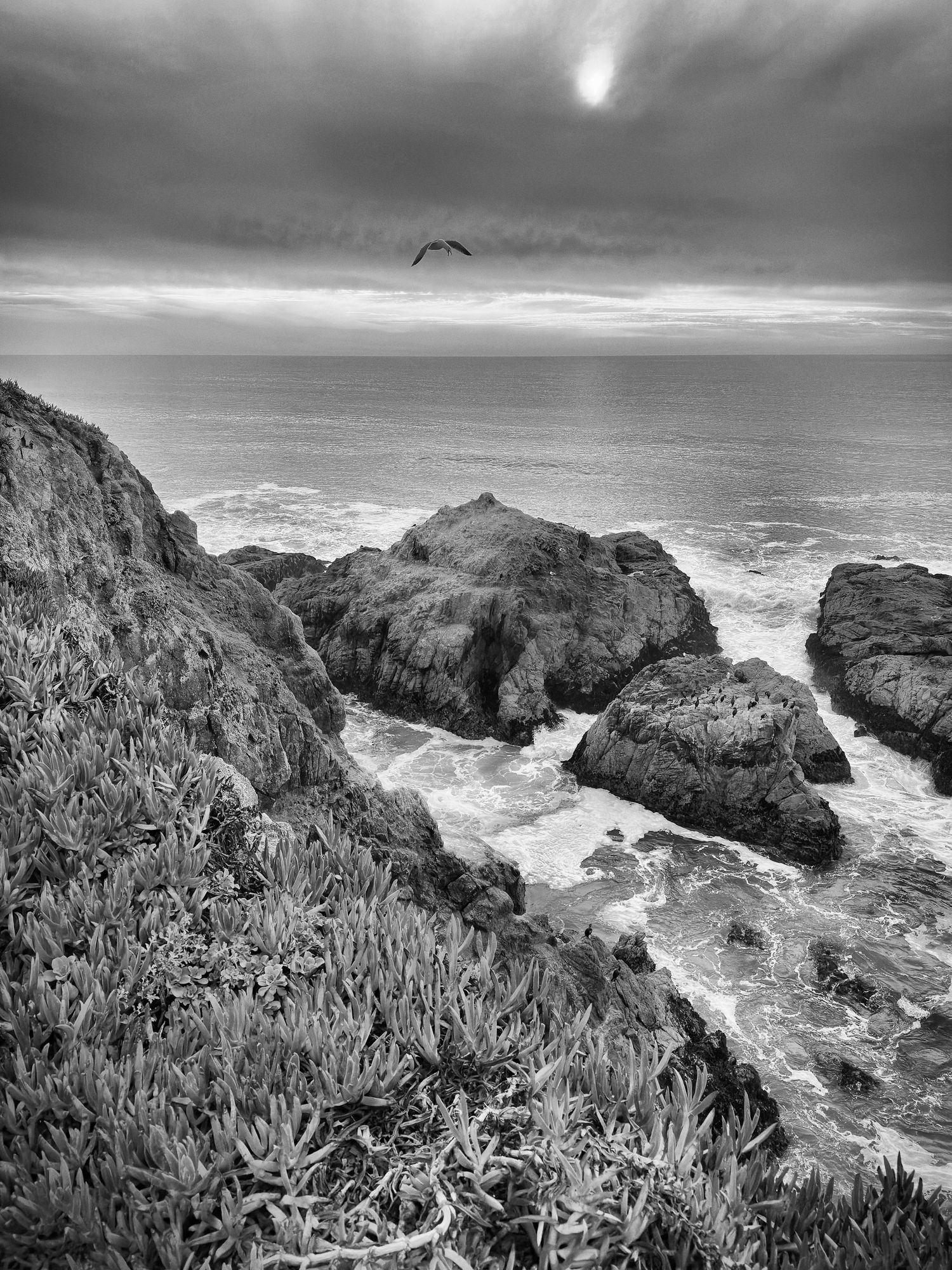 Black and white coastal landscape with rocky cliffs, succulent plants, and a bird soaring over the ocean.
