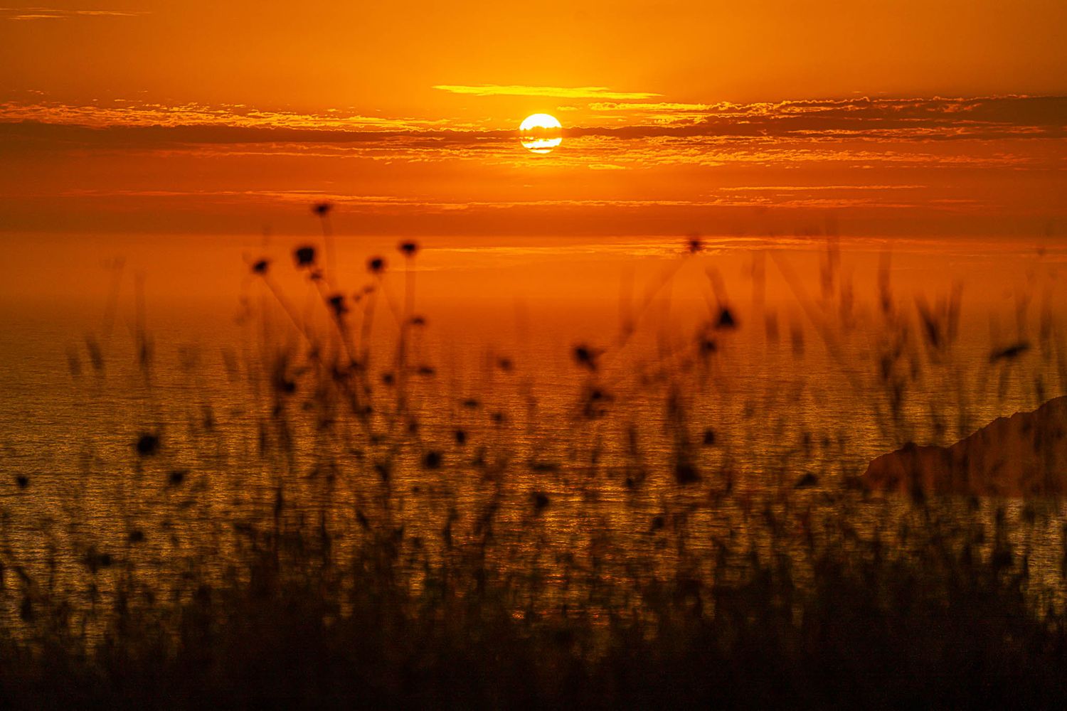 sun setting behind long grasses along the oregon coast