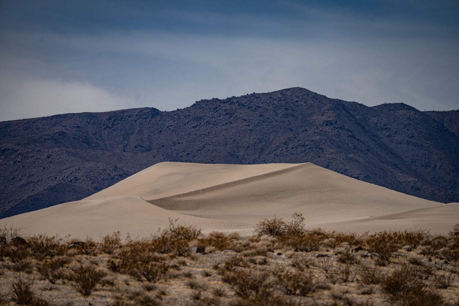 Sand dunes rising against rugged mountain backdrop with sparse desert shrubs in foreground.