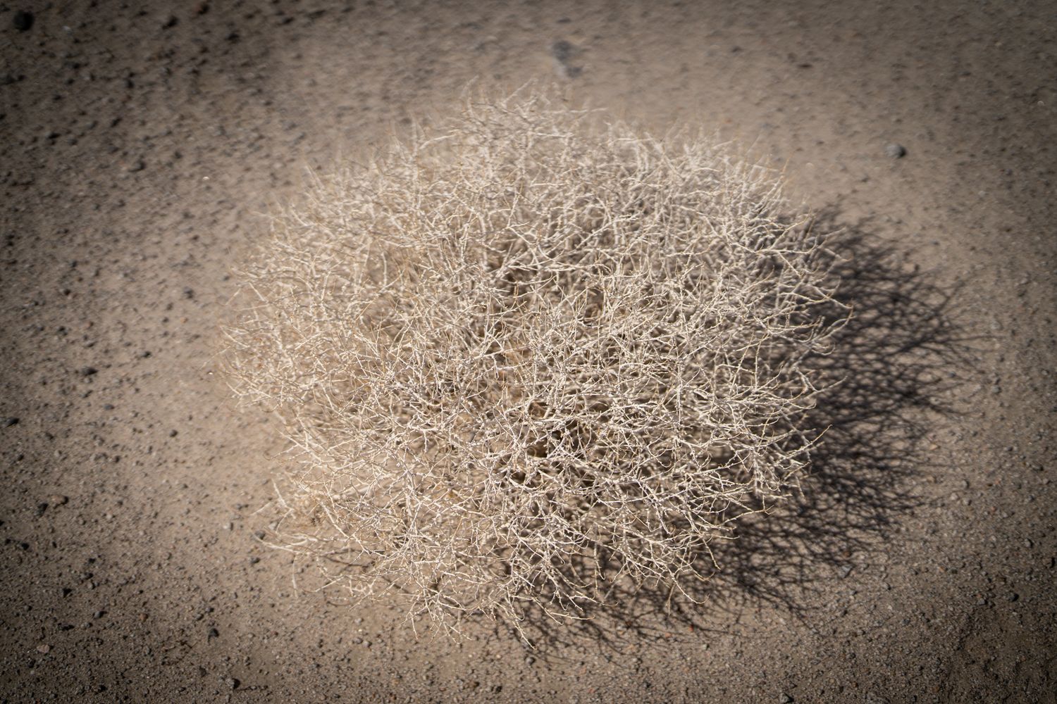 Dry desert tumbleweed casting a dramatic shadow on sandy ground in arid landscape.