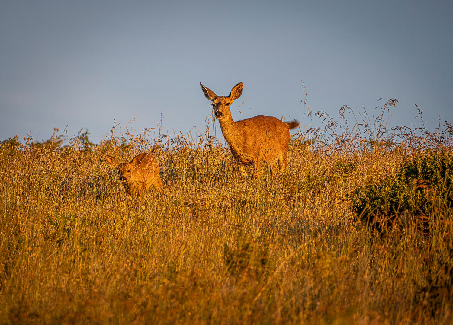 A doe and fawn stand alert in golden grasslands during warm sunset light.