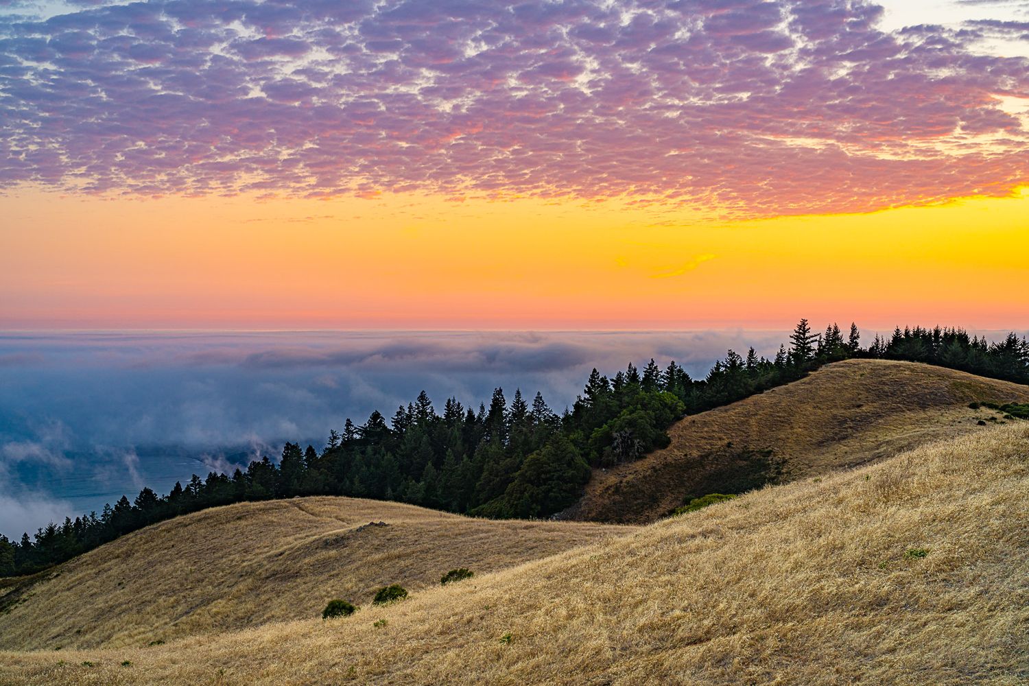 Vibrant sunset over rolling hills with fog and evergreen trees at dusk.