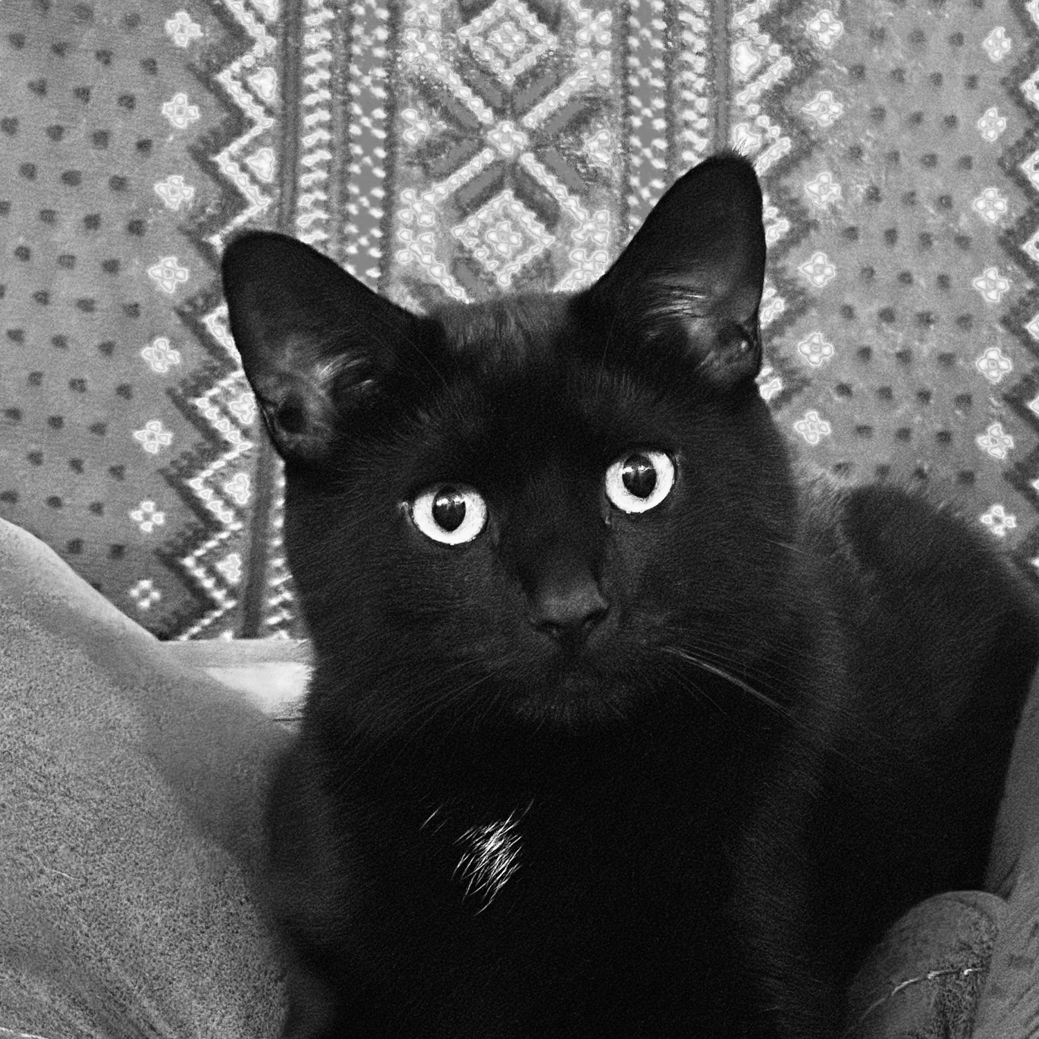 Close-up shots of a black cat's face against a patterned background.