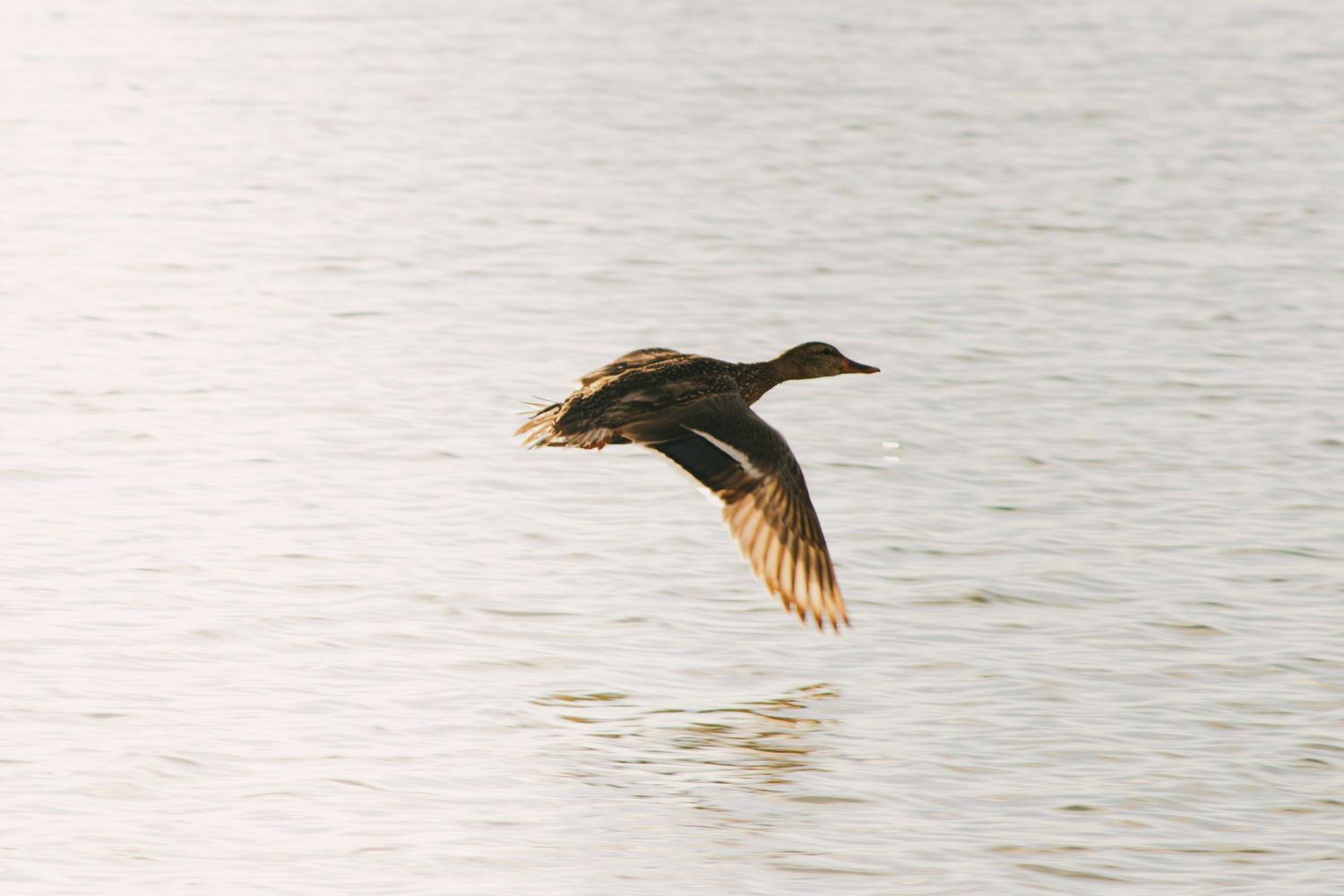 A duck flying low over calm water with wings spread wide in golden light.