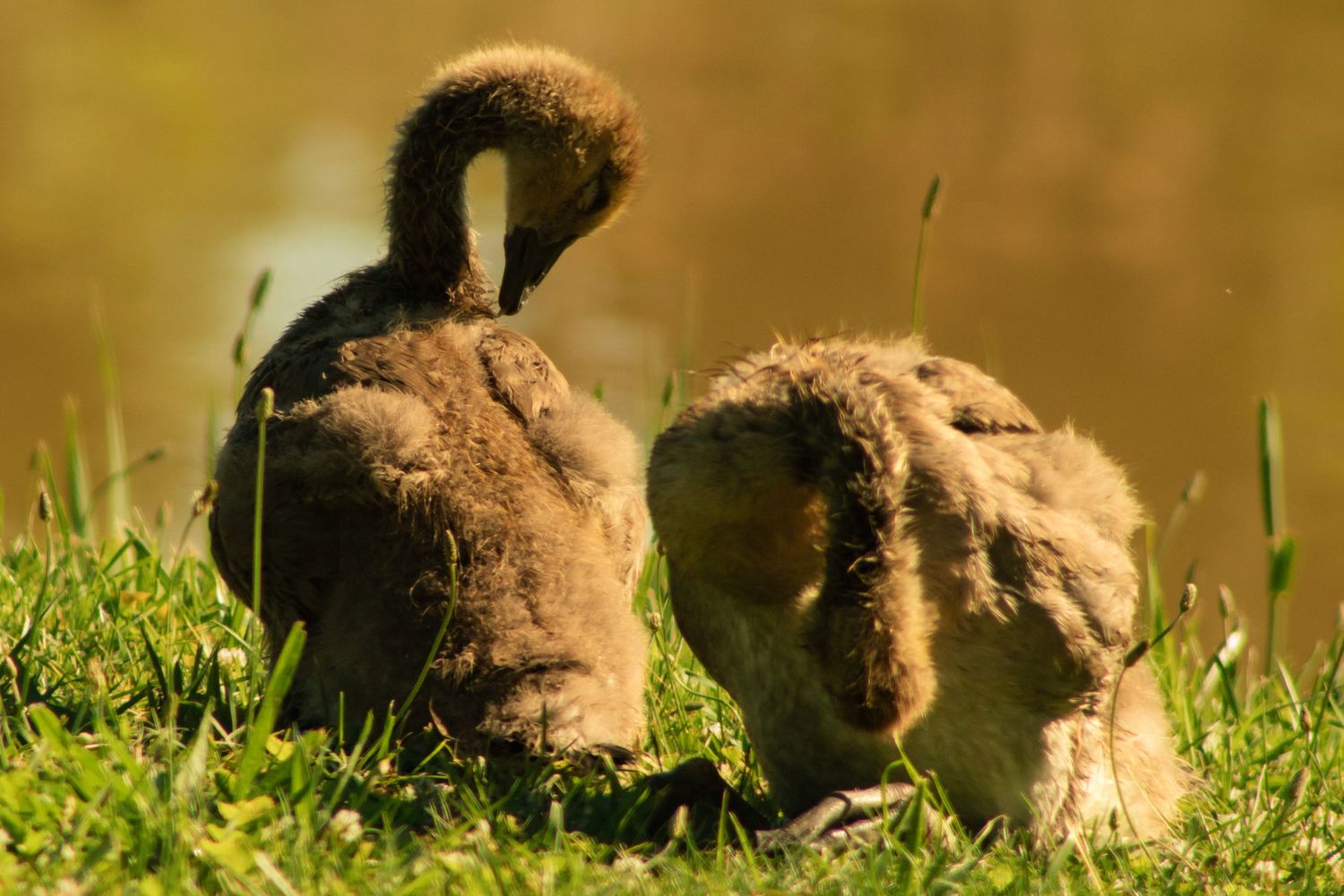 Two fluffy cygnets resting on green grass near a pond in warm golden sunlight.