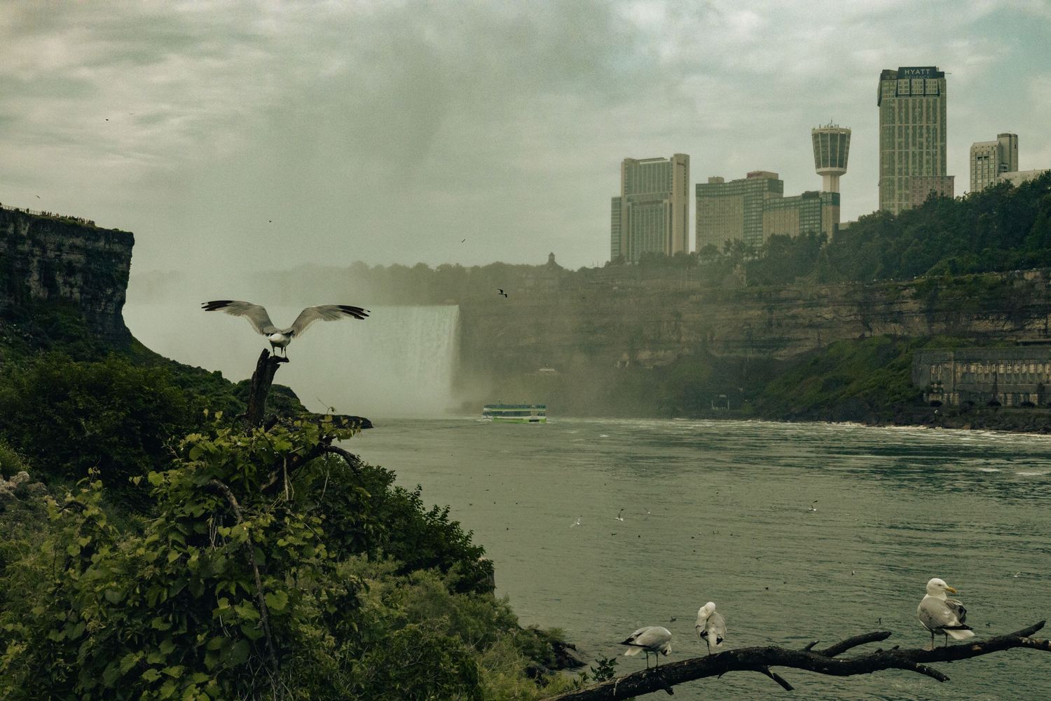 Seagulls perch on branches overlooking Niagara Falls with city skyline and mist in the background.