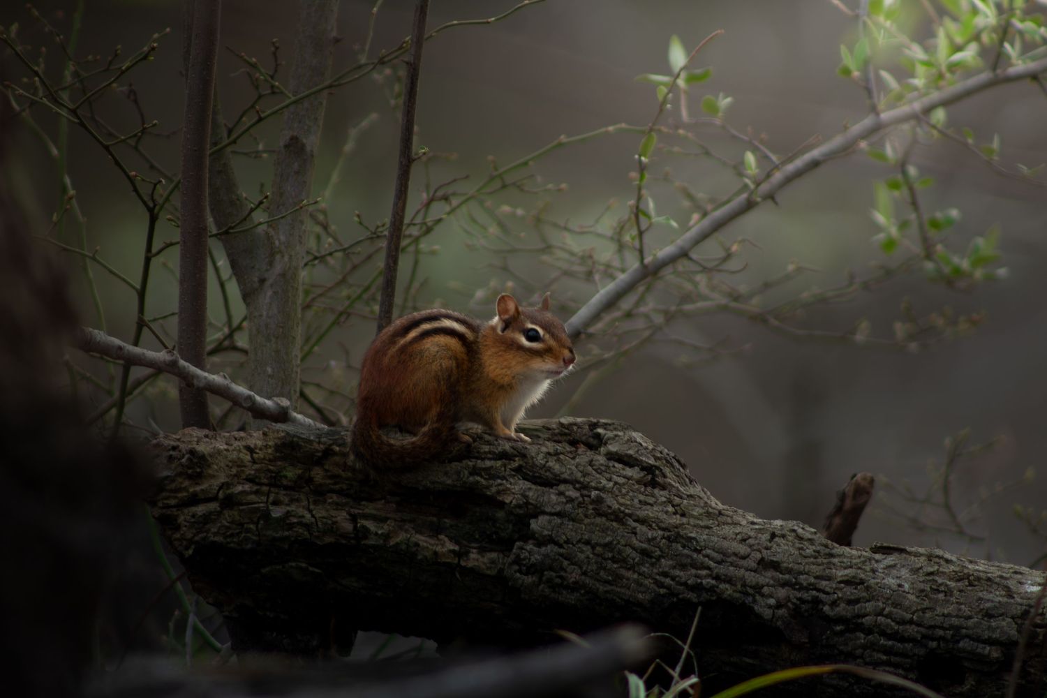 A chipmunk perched on a mossy log in a misty forest surrounded by green foliage.
