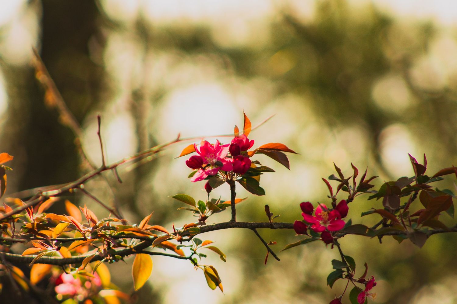 Pink azalea flowers blooming on branches with soft bokeh green background in warm sunlight.