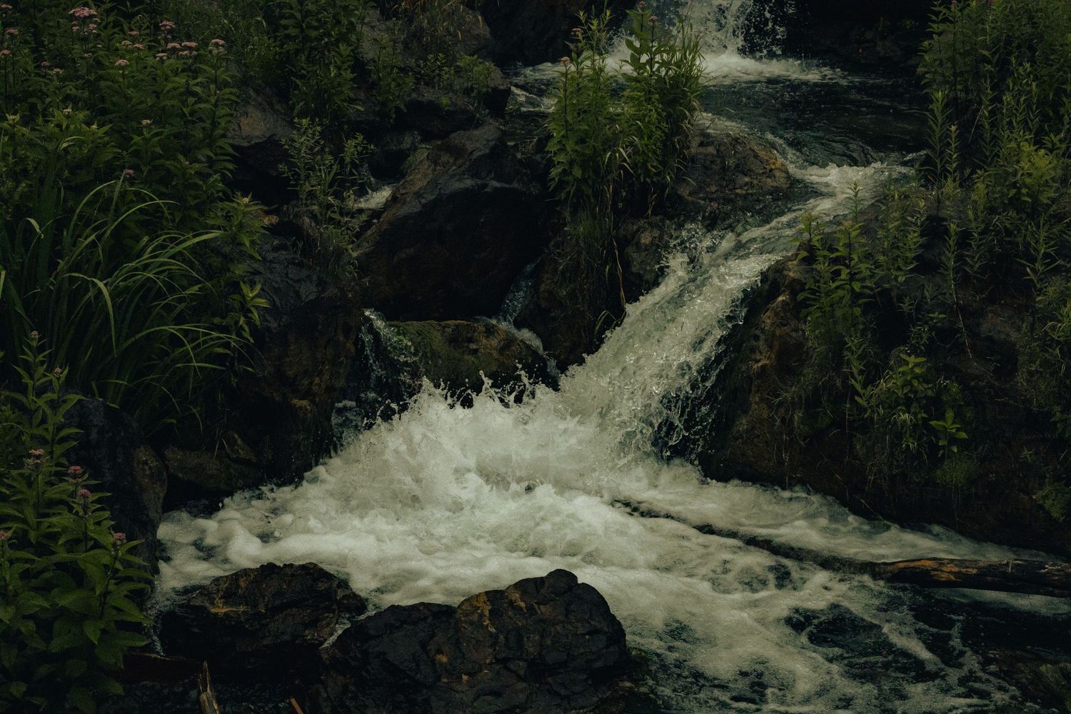 A rushing white water stream cascades over dark rocks surrounded by lush green vegetation in a forest setting.