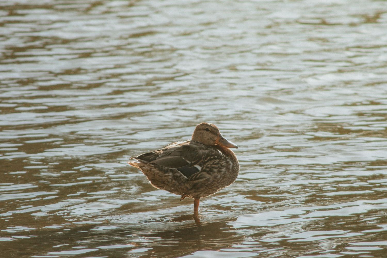 A brown mallard duck standing in shallow rippling water, showcasing its natural plumage and habitat.