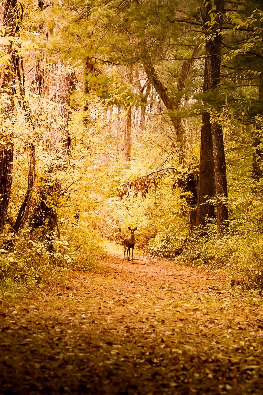 A deer stands on a leaf-covered forest path surrounded by golden autumn foliage.