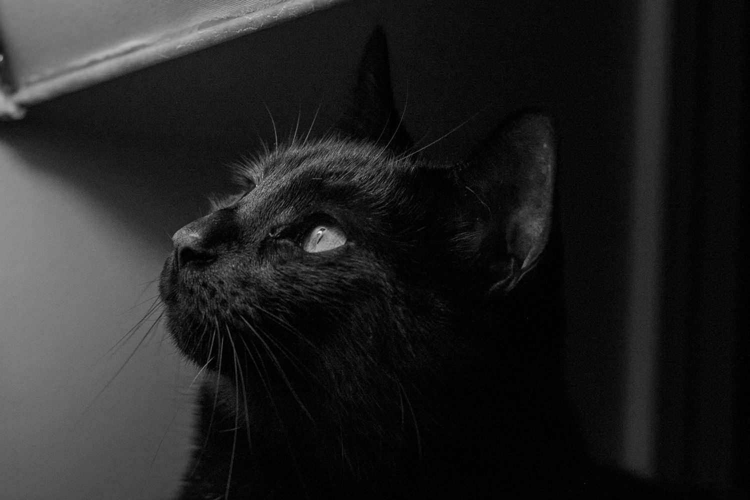 A sleek black cat gazes upward in a moody black and white portrait, showcasing its bright eyes and elegant whiskers.