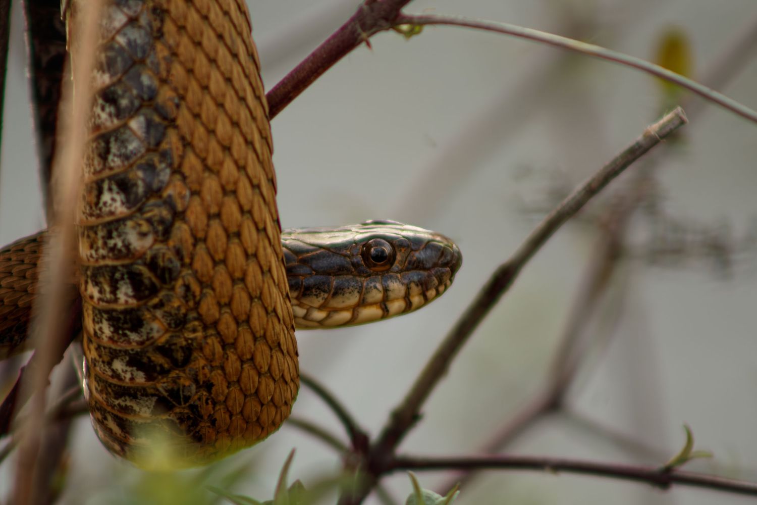 Close-up of a brown snake coiled in tree branches, showcasing detailed scales and alert eyes.