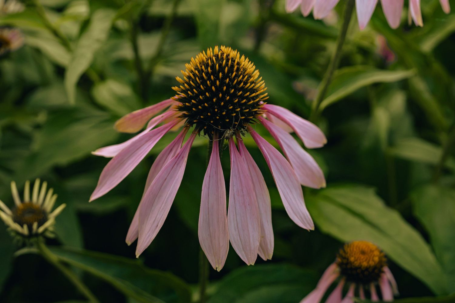 Close-up of a pink echinacea coneflower with a spiky golden-brown center surrounded by lush green foliage.