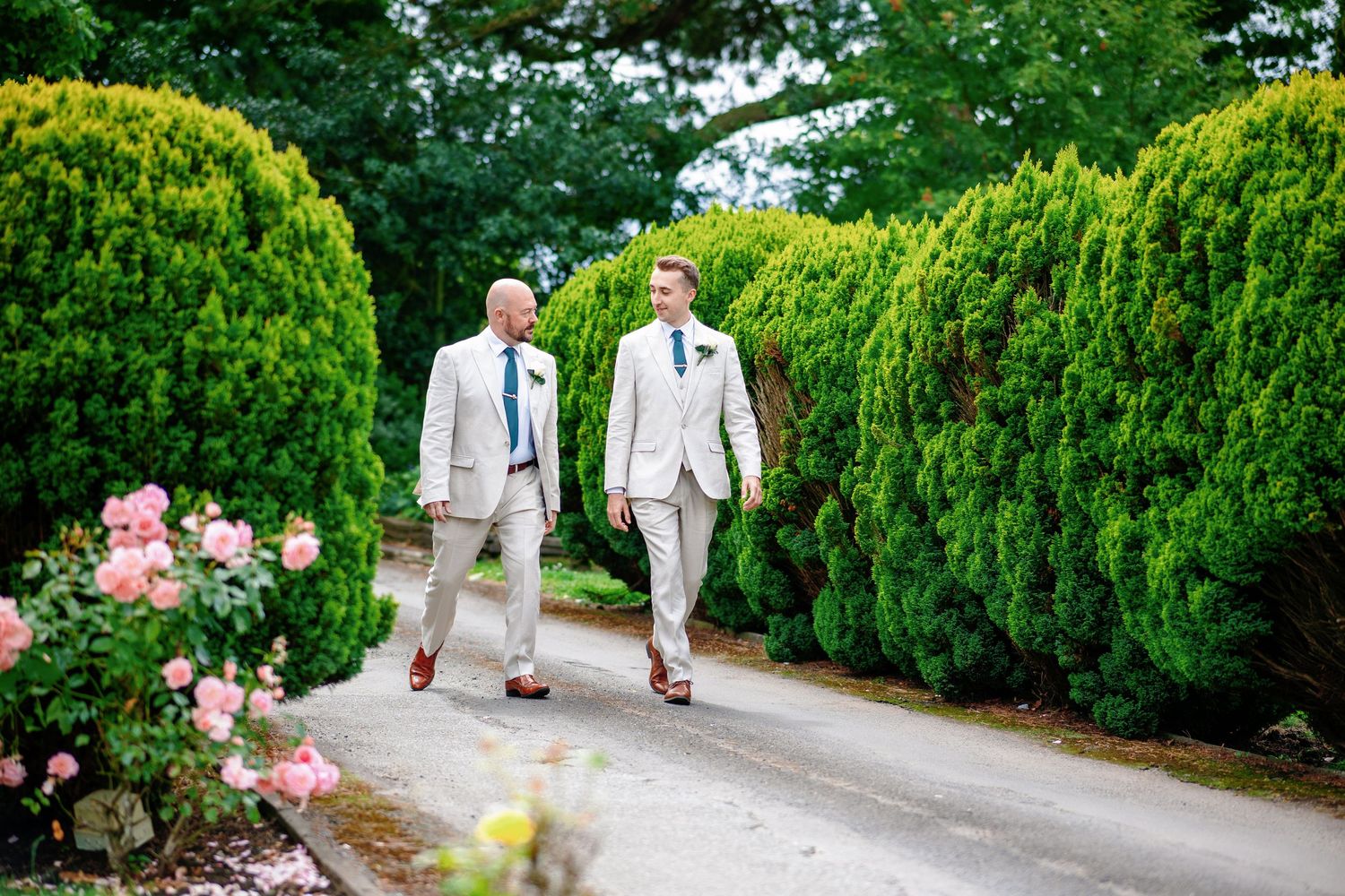 Two people in light colored suits walking together on a garden path lined with green hedges and pink roses.