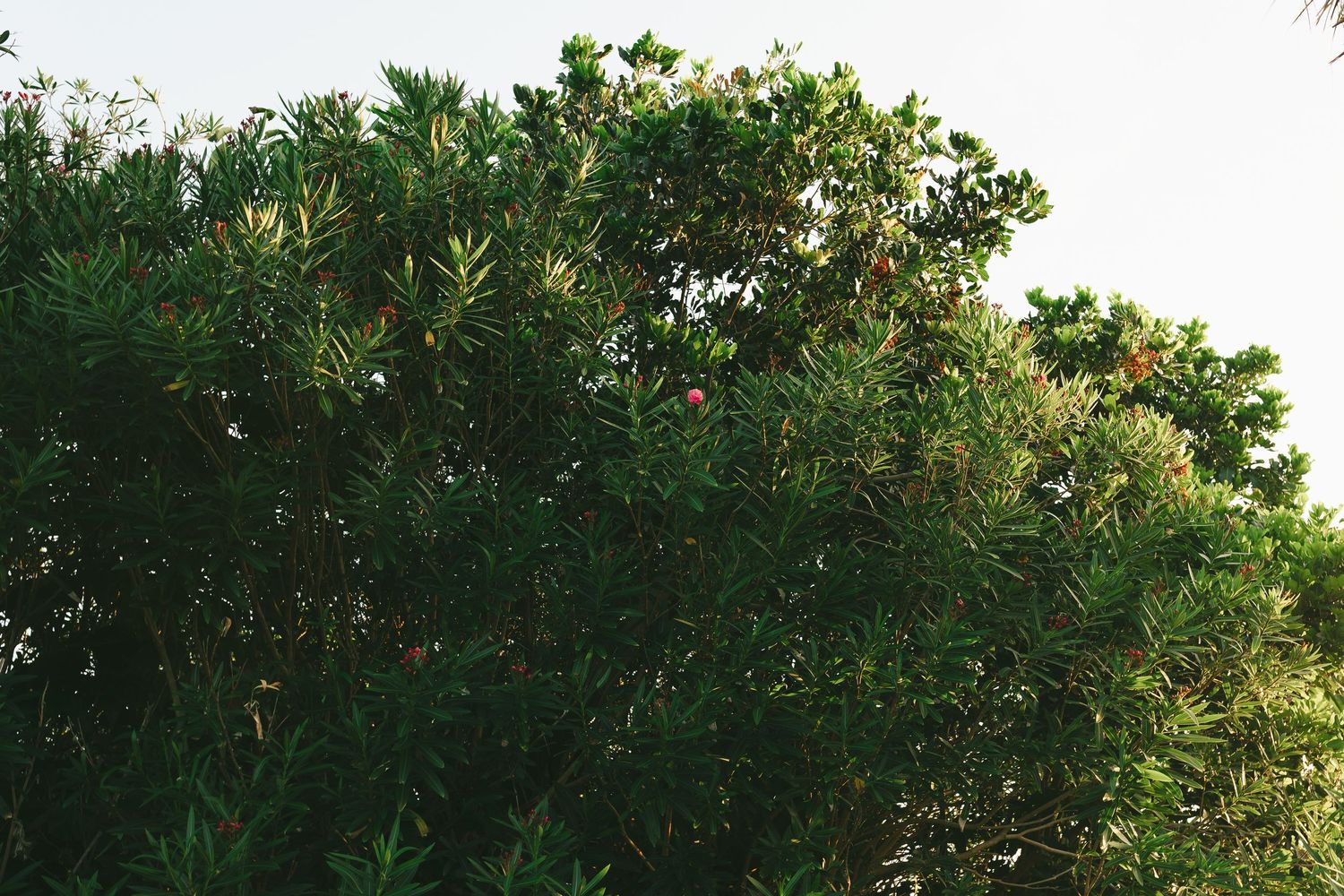 Dense green tropical shrubs and trees with small red flowers against a bright sky.
