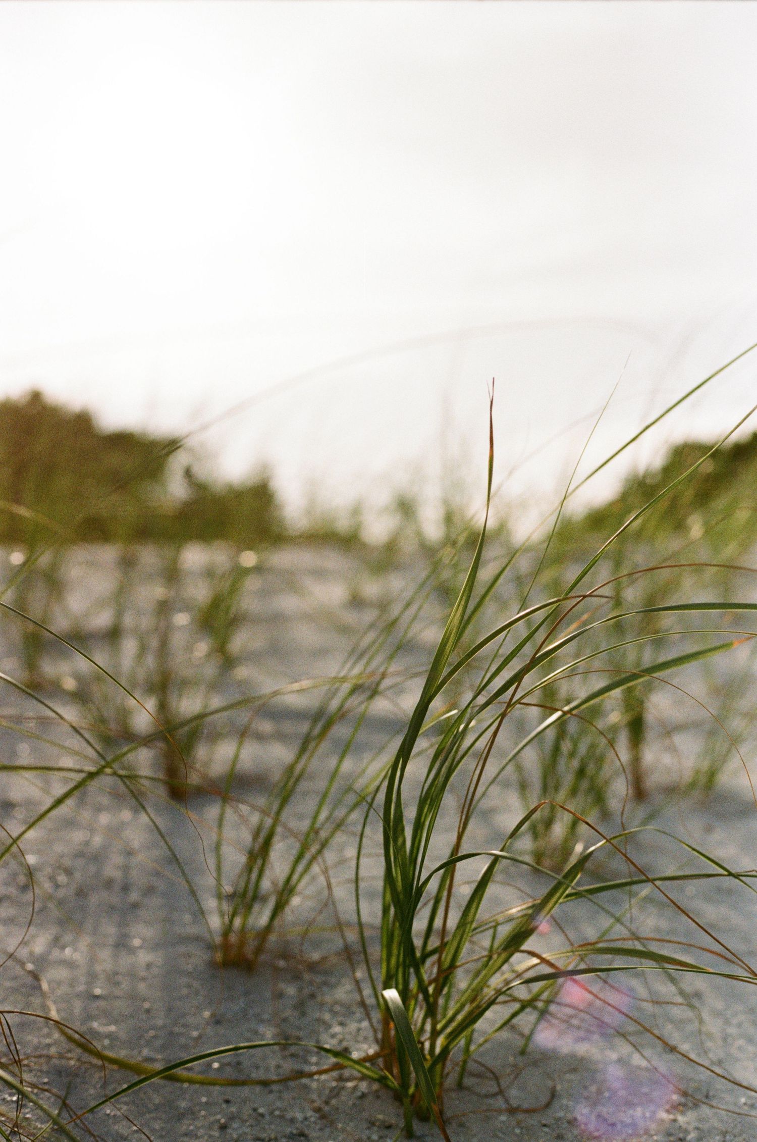 Close-up of green beach grass growing through sandy ground with soft bokeh background and warm lens flare.
