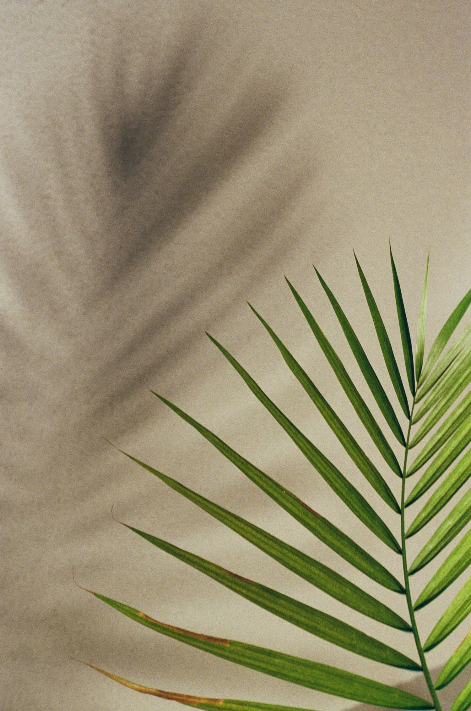 A green tropical palm leaf with its shadow cast on a beige textured wall background.
