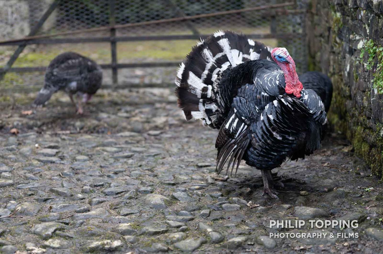 Turkey.