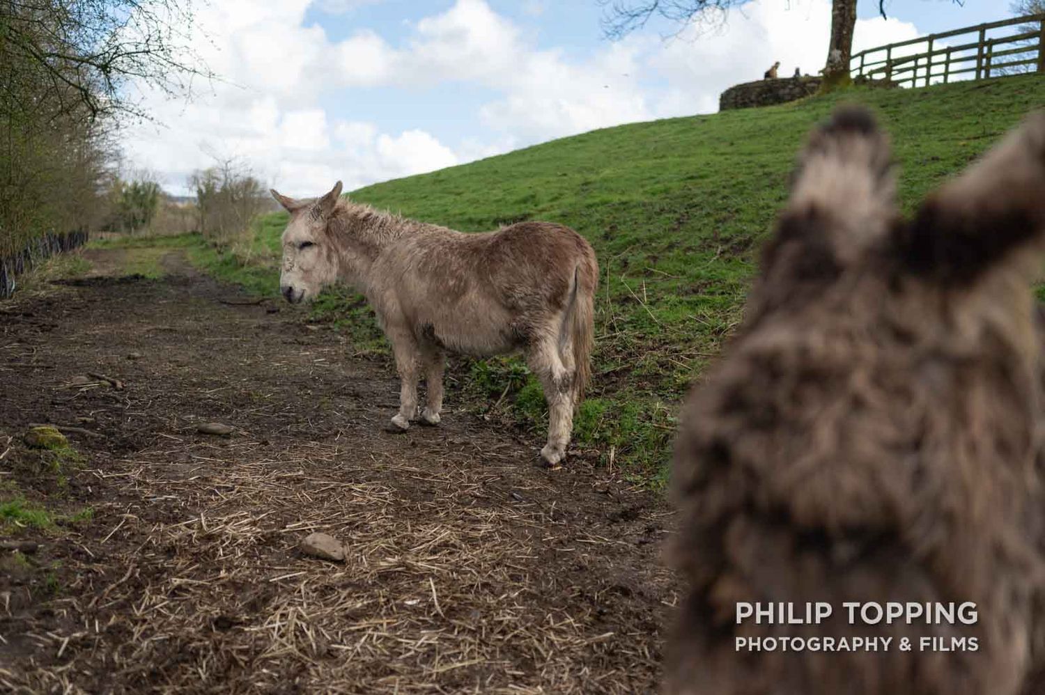 Donkey in the field.