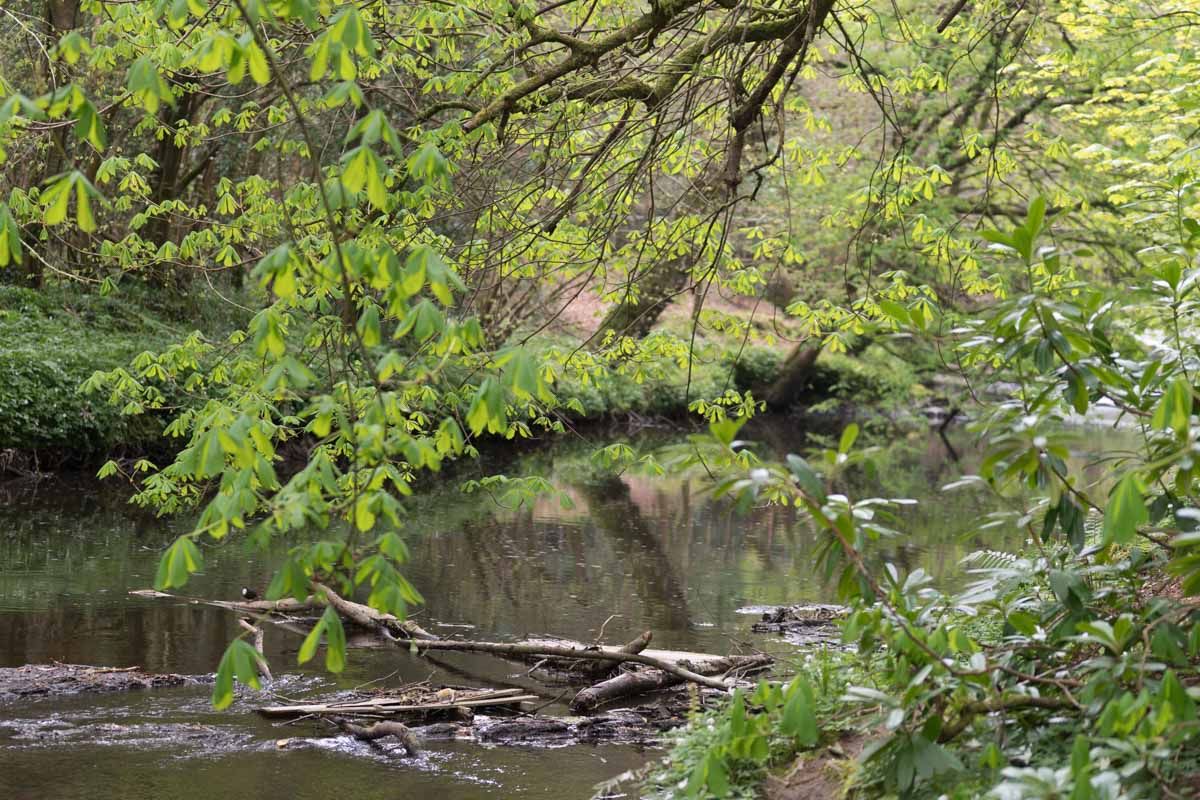 Tree leaves dangling over the river at Glen Forest.