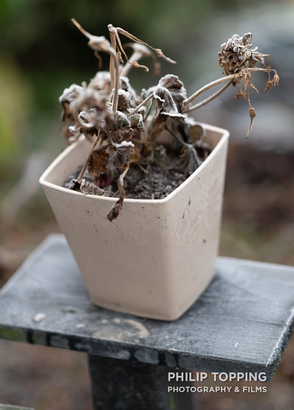 Plant frozen in a square pot.