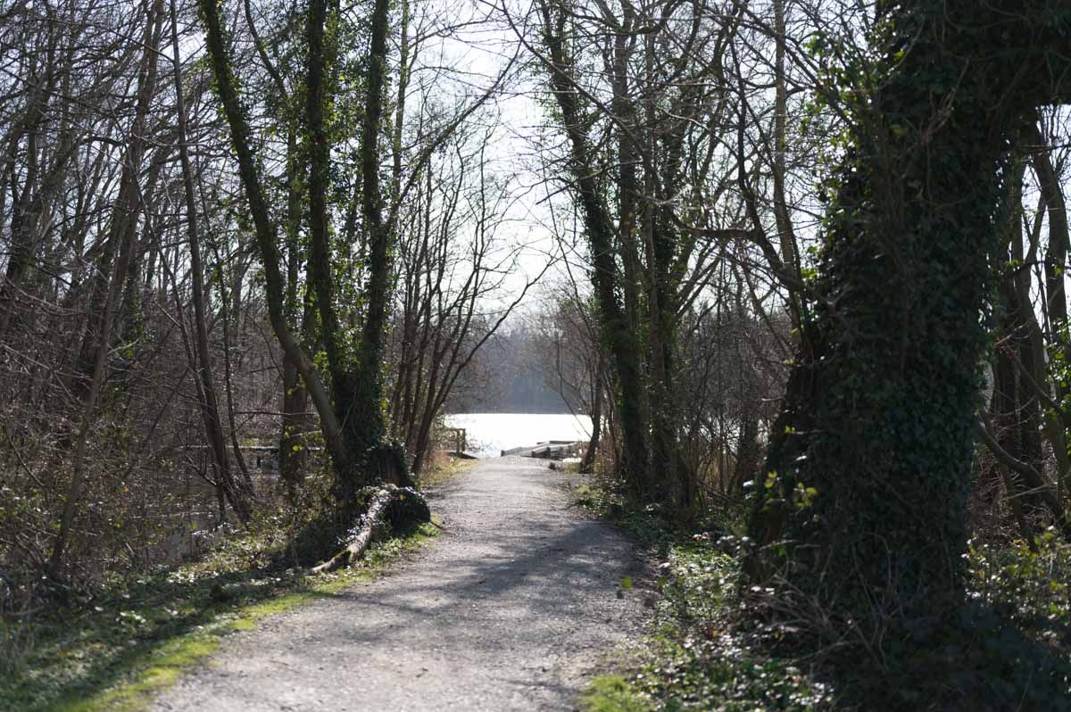Trees on either side of the path with the lake in the distance.
