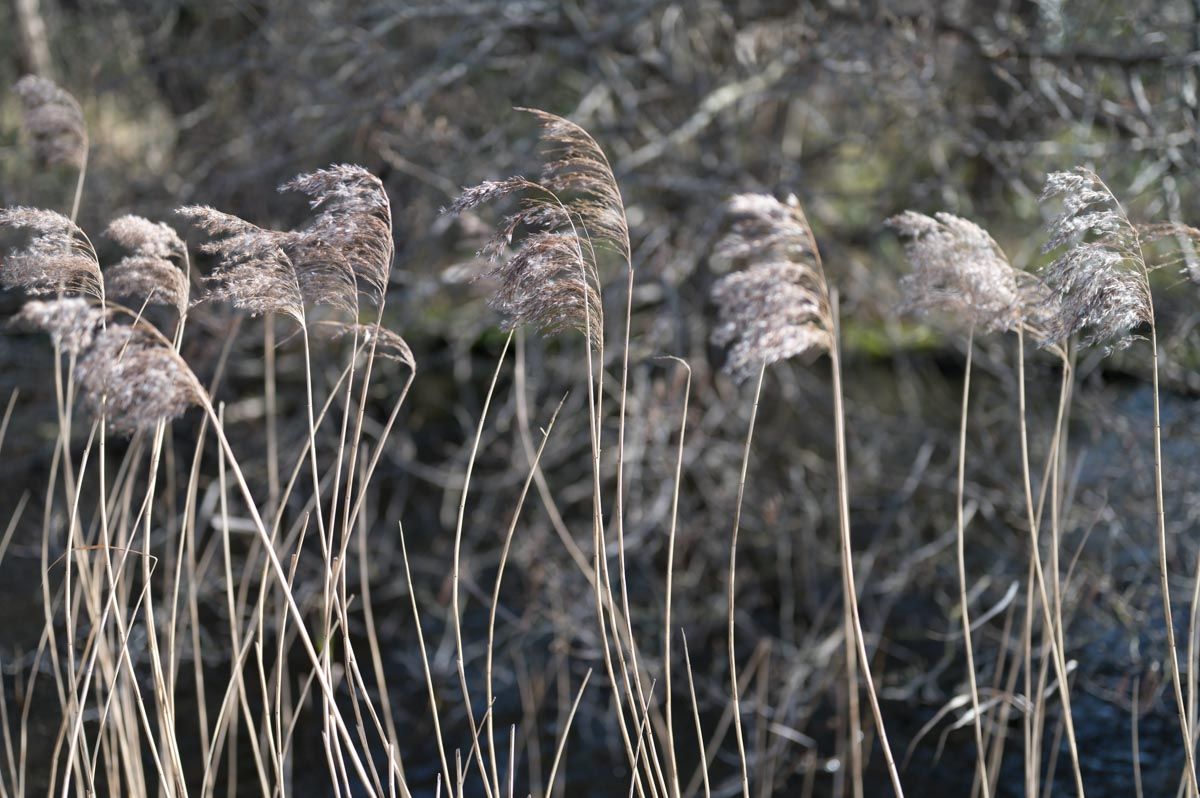 Close-up of reeds.