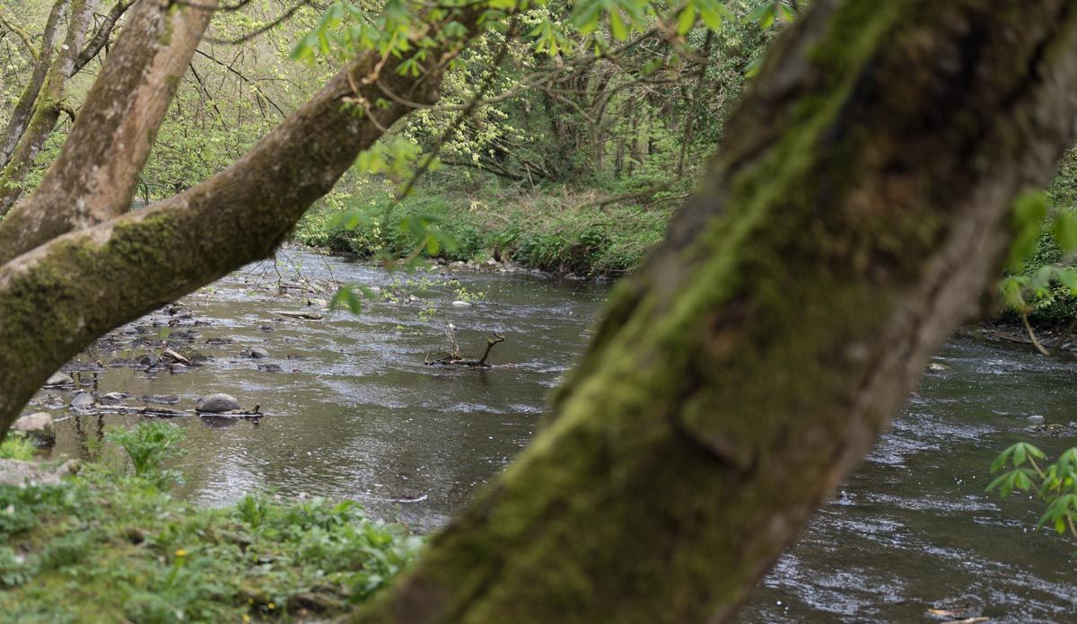 Trees in foreground with river in background.