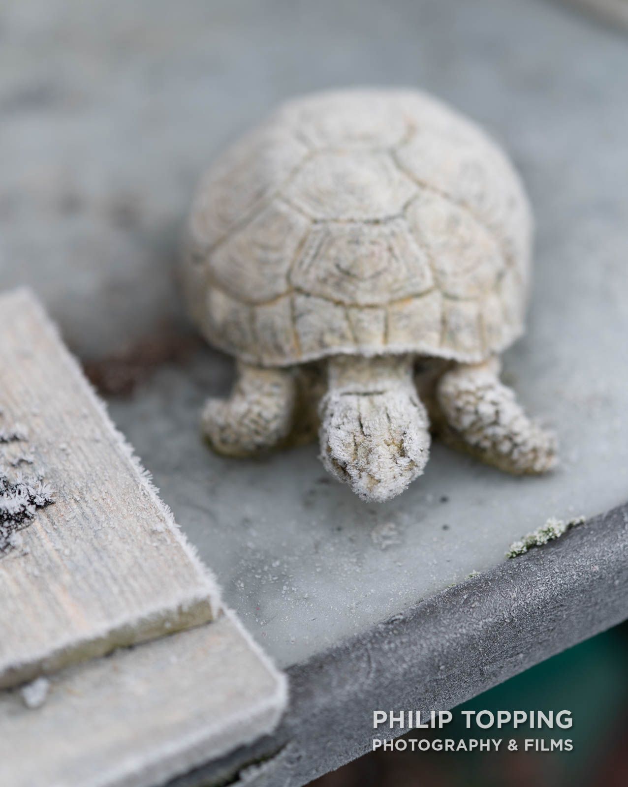 A turtle ornament frozen on a table.