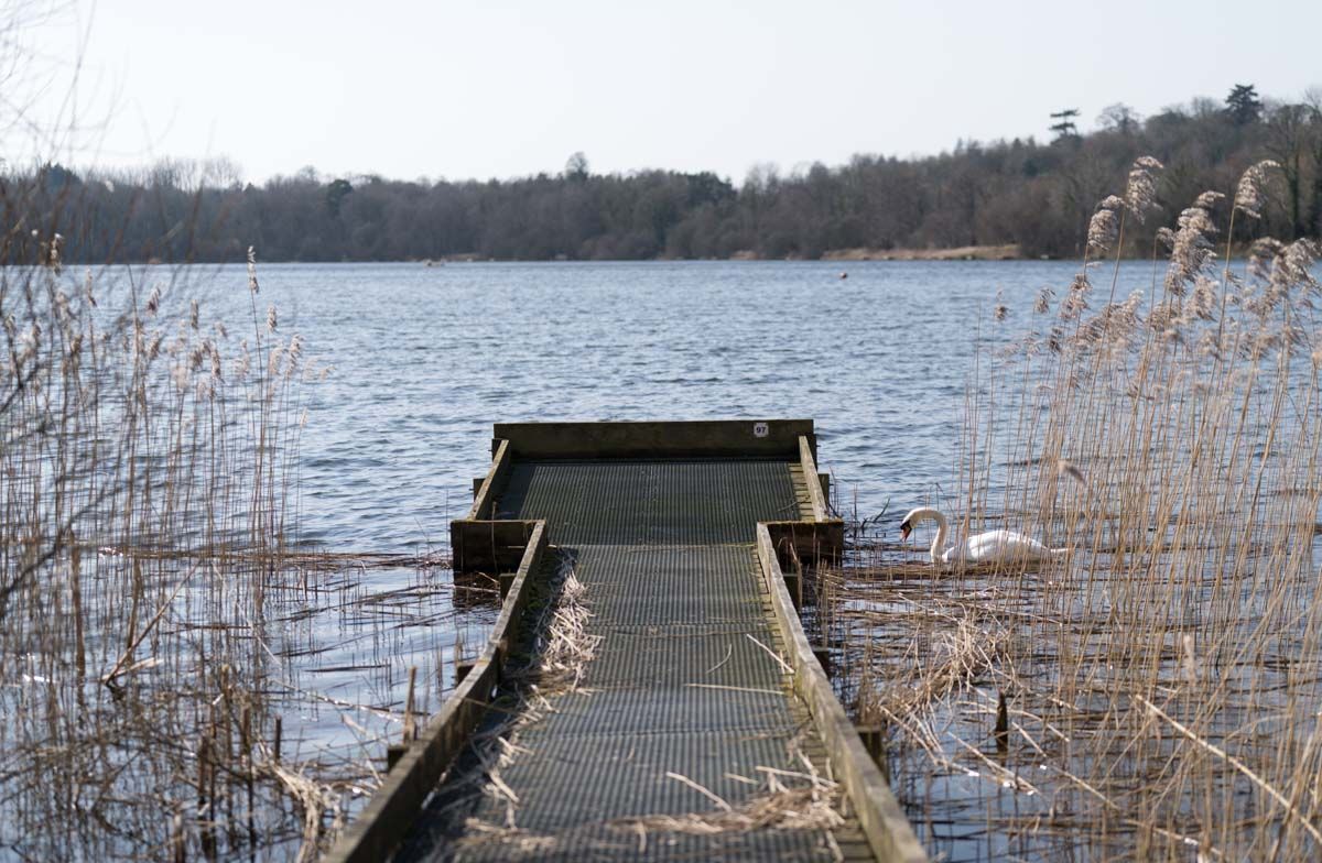 Jetty at Loughgall Park with a swan to the right.