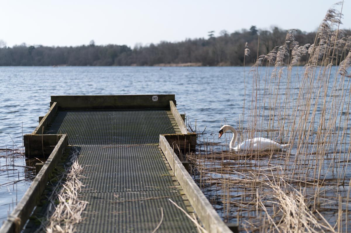 A swan beside the jetty on a cold winter's day.