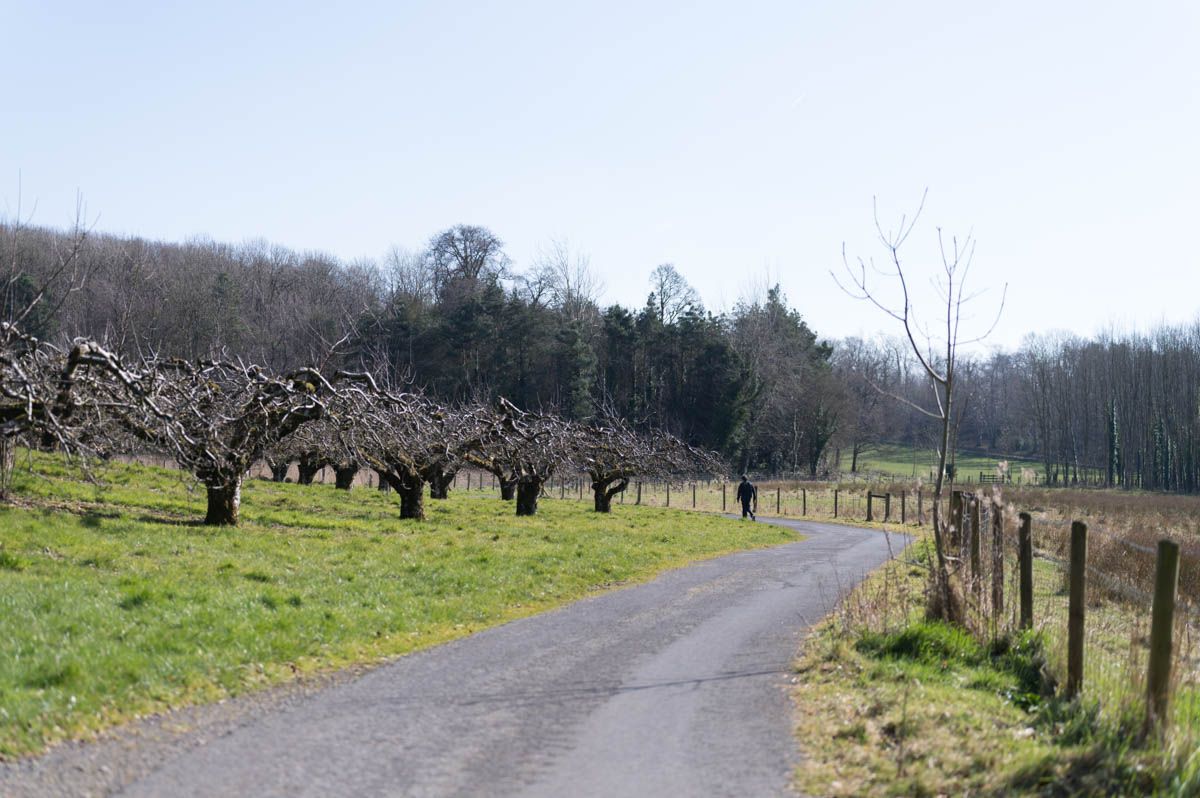 Trees in the winter with no leaves on them.