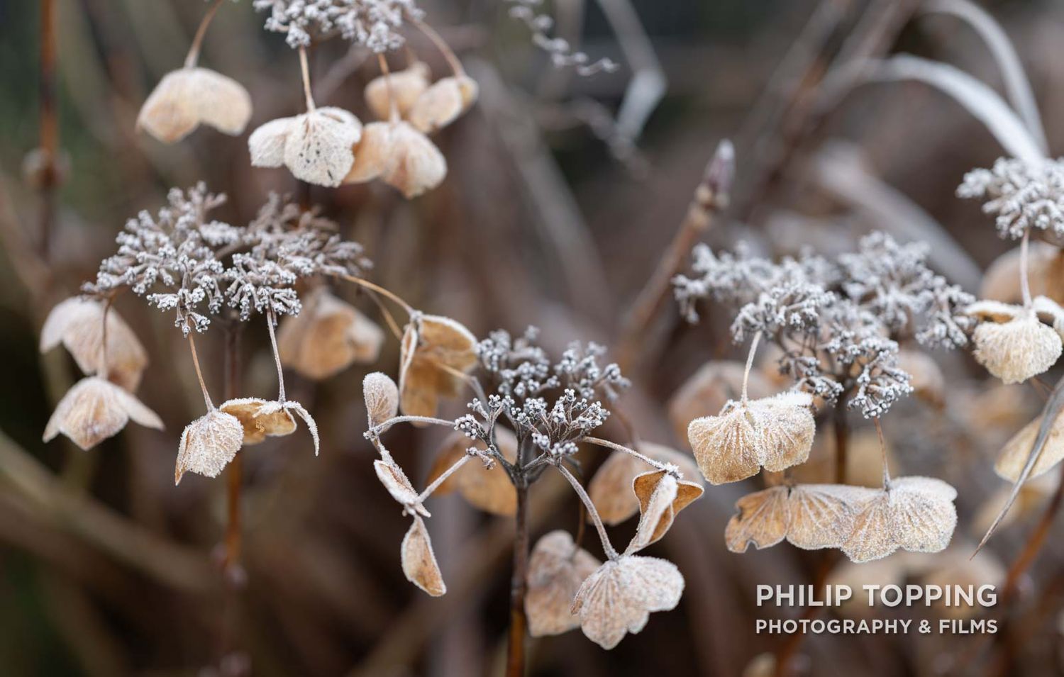 Cold plants in the garden in Portadown.