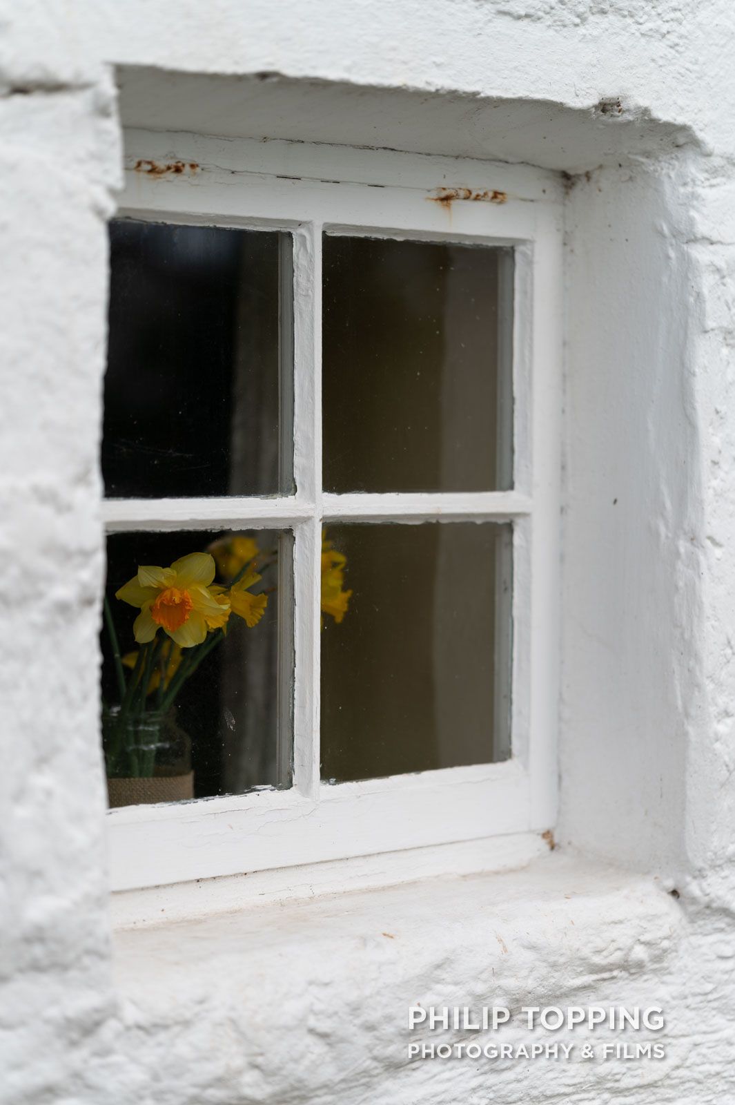 Daffodil through a window at the cottage.