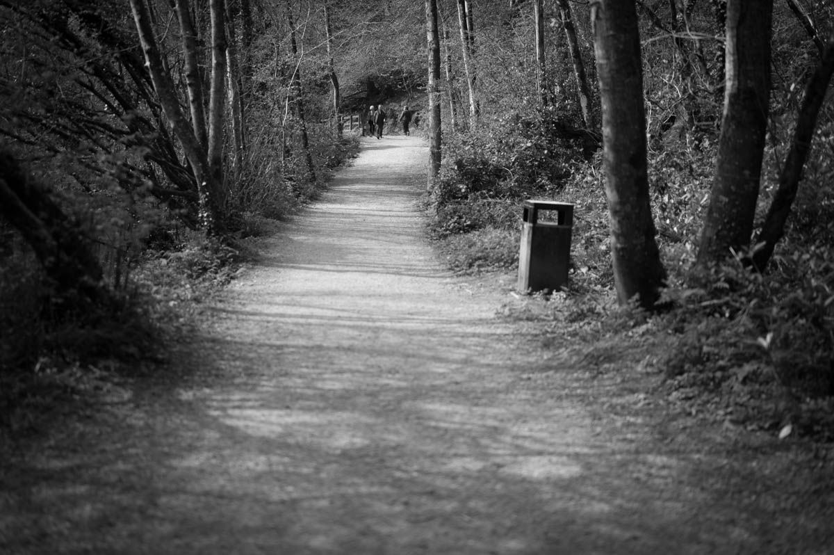 Large path with a bin to the right and plenty of trees in black and white.