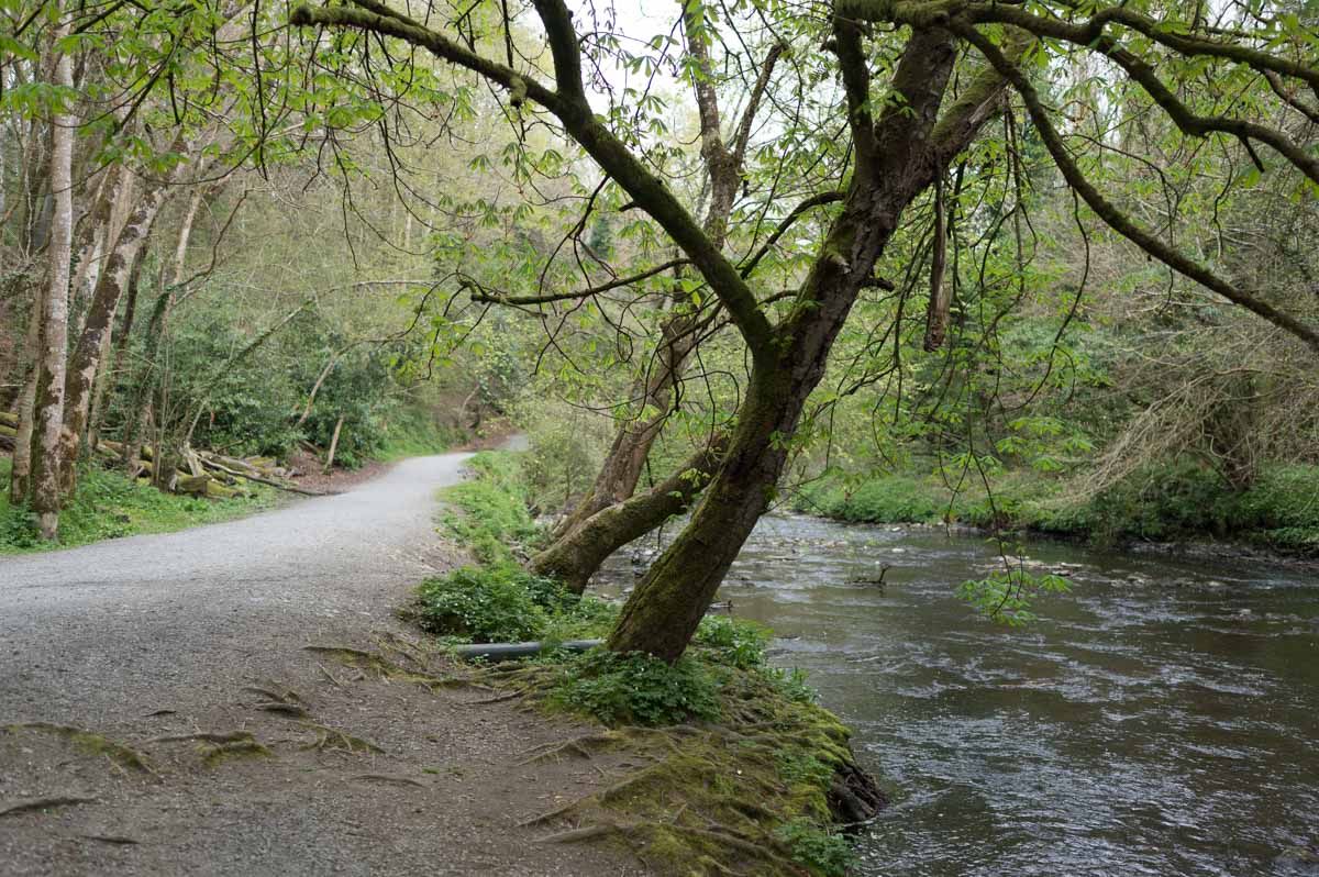 Large slanted tree over the river and beside the path.