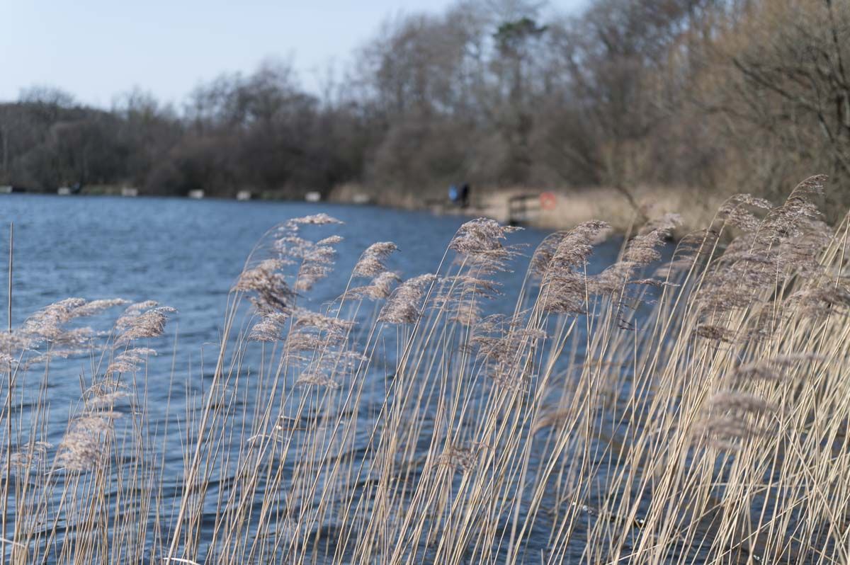 Reeds in foreground with lake in background.