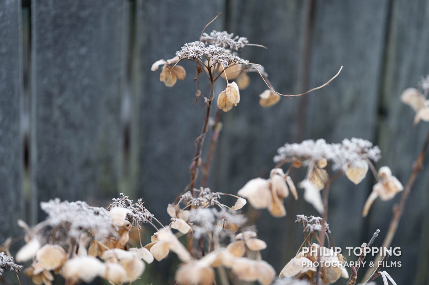 Cold plants in front of a fence.
