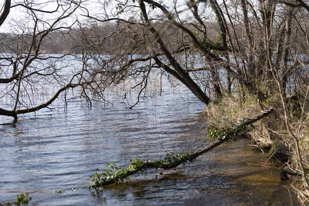 Tree beside the lake.