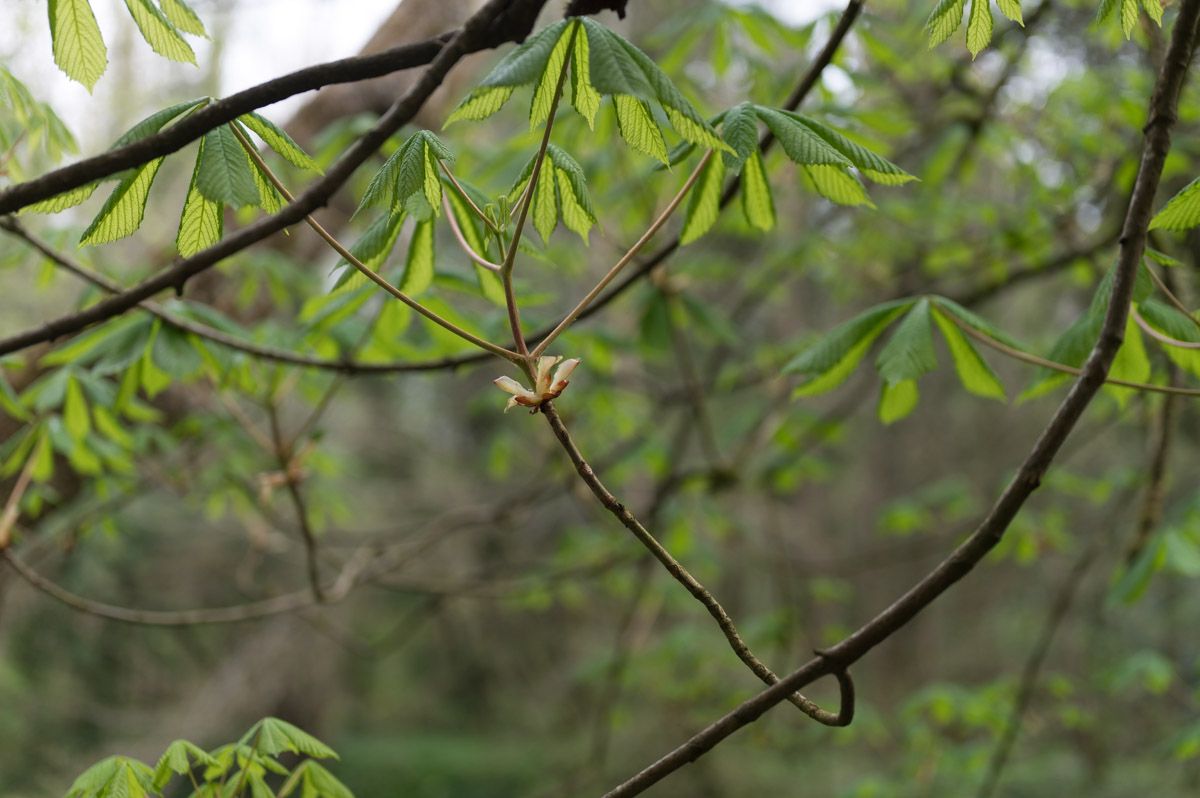Focus on green leaves.