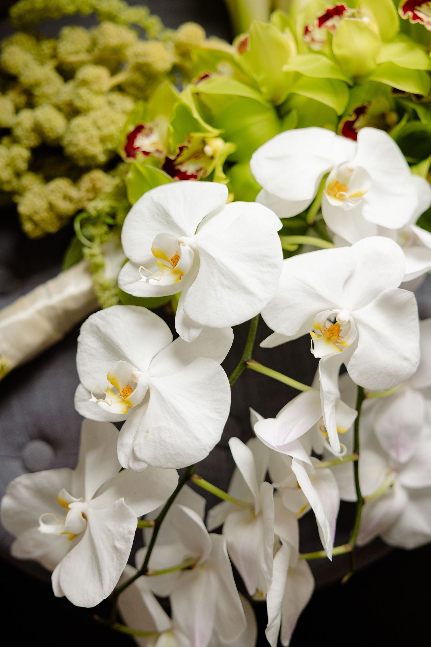 A series of delicate white Phalaenopsis orchid blooms cascading gracefully against a dark background.
