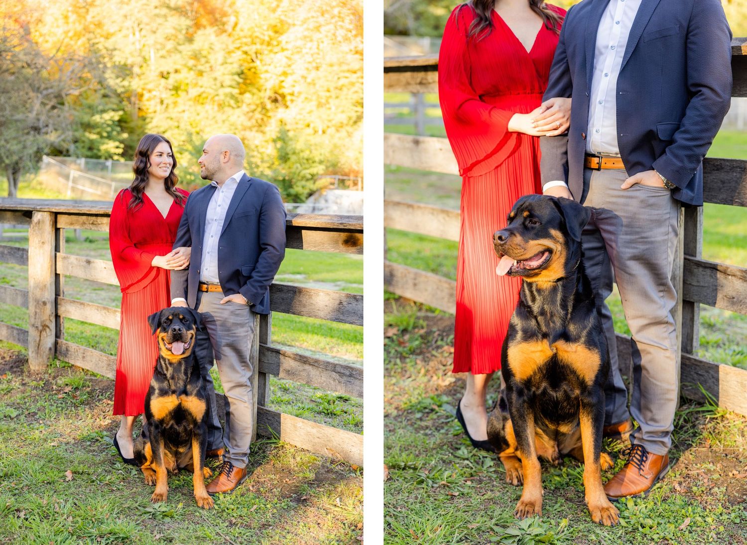 Two autumn portraits of a couple in formal attire with their Rottweiler by a wooden fence.