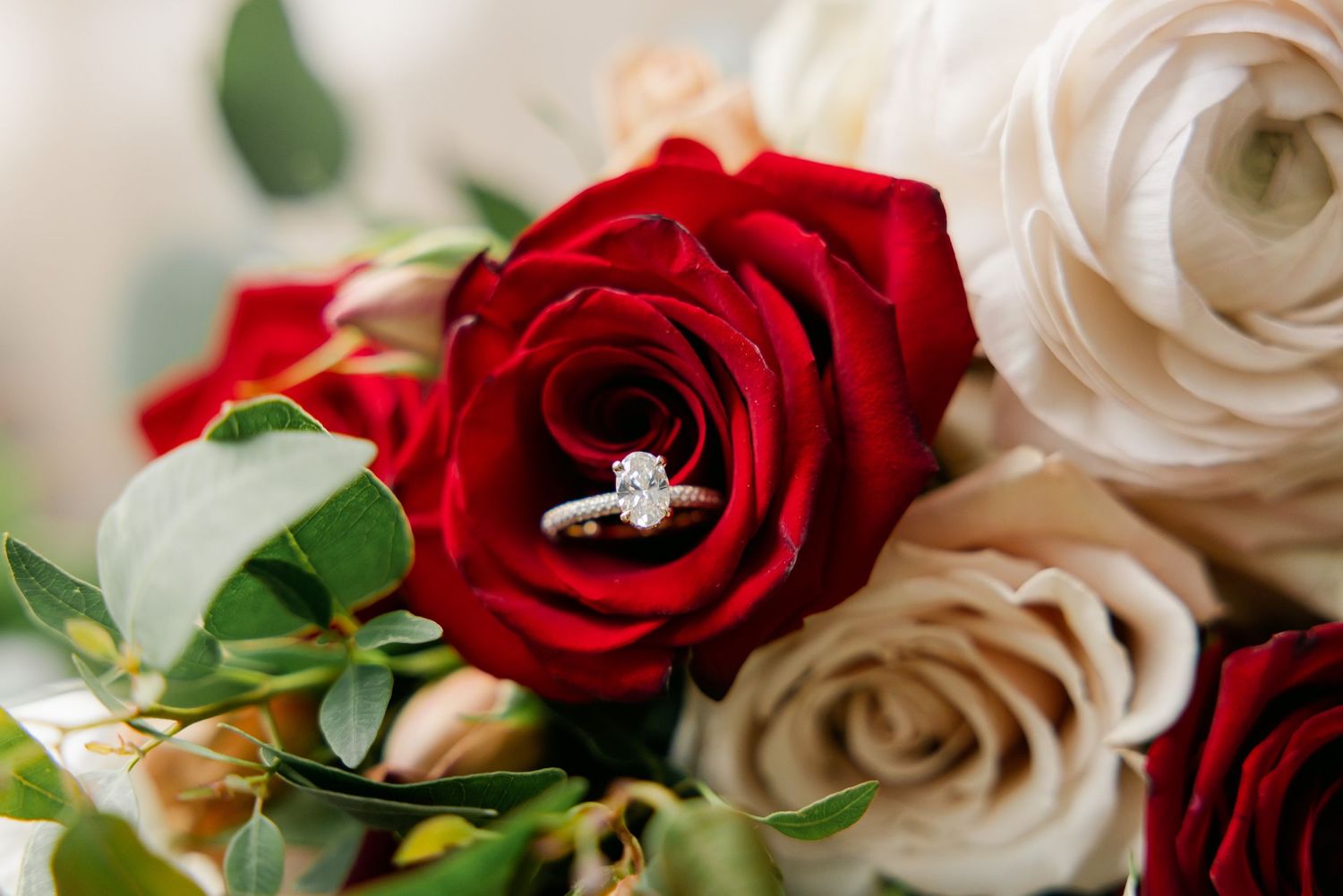 Close-up of diamond ring displayed in center of red and white roses.